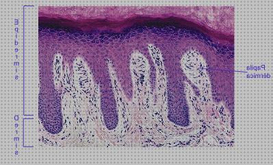 Las mejores microscopios microscopios opticos epidermis