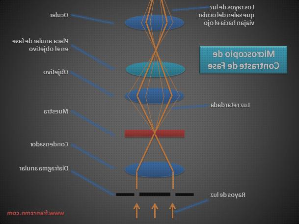 Las mejores marcas de ópticos microscopios microscopio optico diafragma