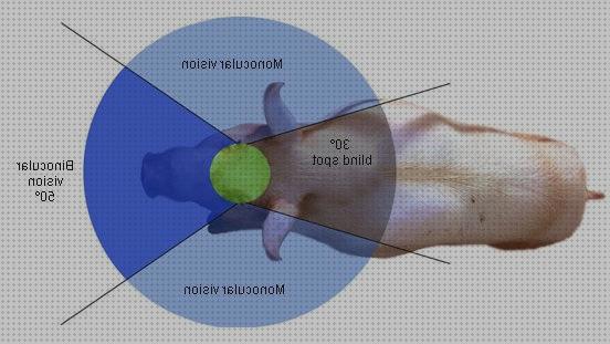 Las mejores marcas de visión binocular binocular monocular binocular visión