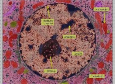 Los 15 Mejores Nucleo Interfasico Microscopios Electronicos