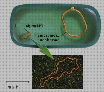 Las mejores nucleoide nucleoide microscopio electronico