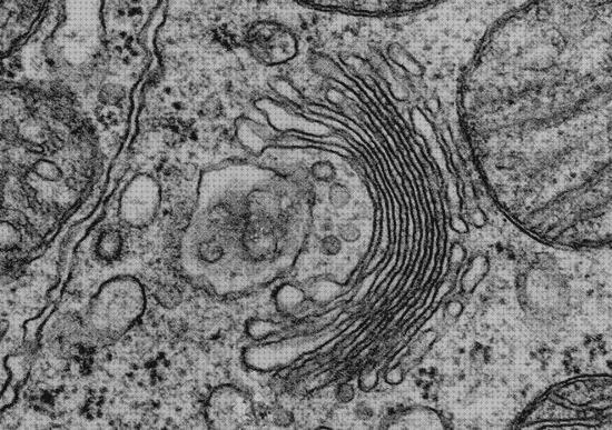 ¿Dónde poder comprar nucleoloen microscopio electronico?