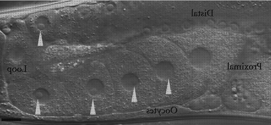 Mejores 13 nucléolos microscopios para comprar