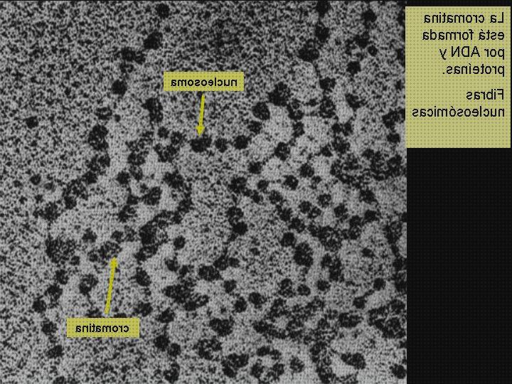 Las mejores nucleosoma microscopio electronico Más sobre microscopio electronico mitocondrias Más sobre microscopio stm nucleosoma microscopio óptico