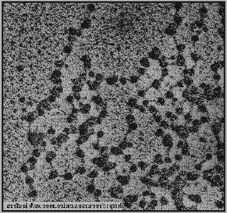 Review de nucleosoma microscopio óptico