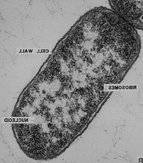 26 Mejores ultraestructura microscopios del mundo