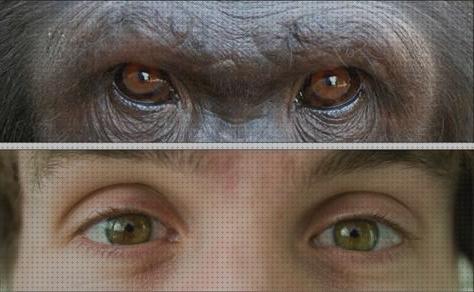 Las mejores 35 Visión Binocular De Los Primates