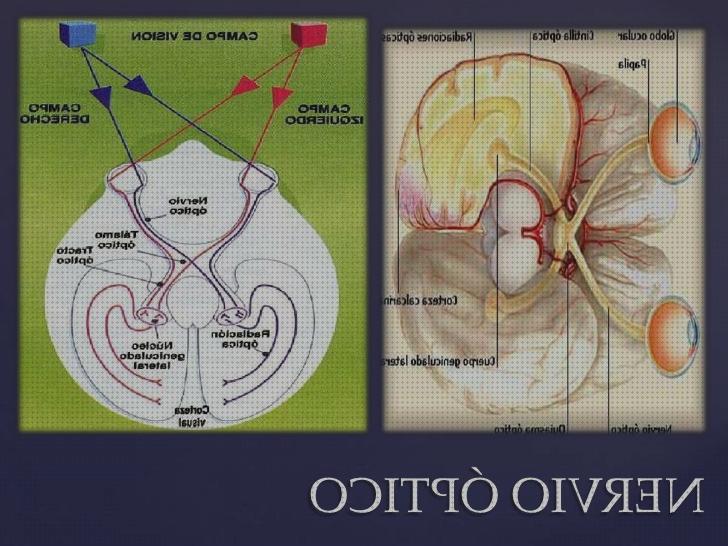 Las mejores marcas de visión binocular binocular visión binocular humana