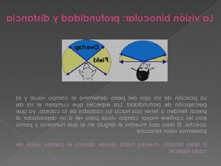 Las 15 Mejores Visión Binocular Para Perros