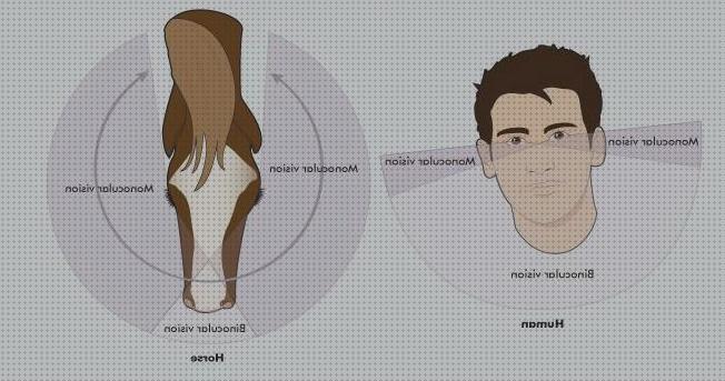 Las mejores monocular binocular visión visión binocular binocular visión monocular y binocular de los caballos